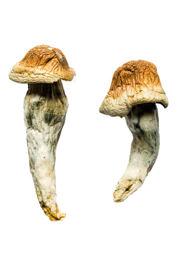 Buy Penis Envy Mushrooms strain Online