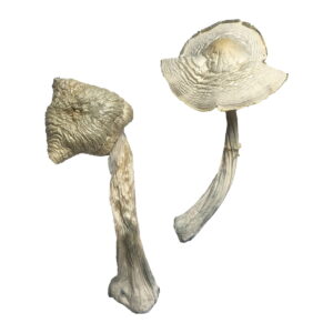 Buy Albino Louisiana Magic Mushrooms