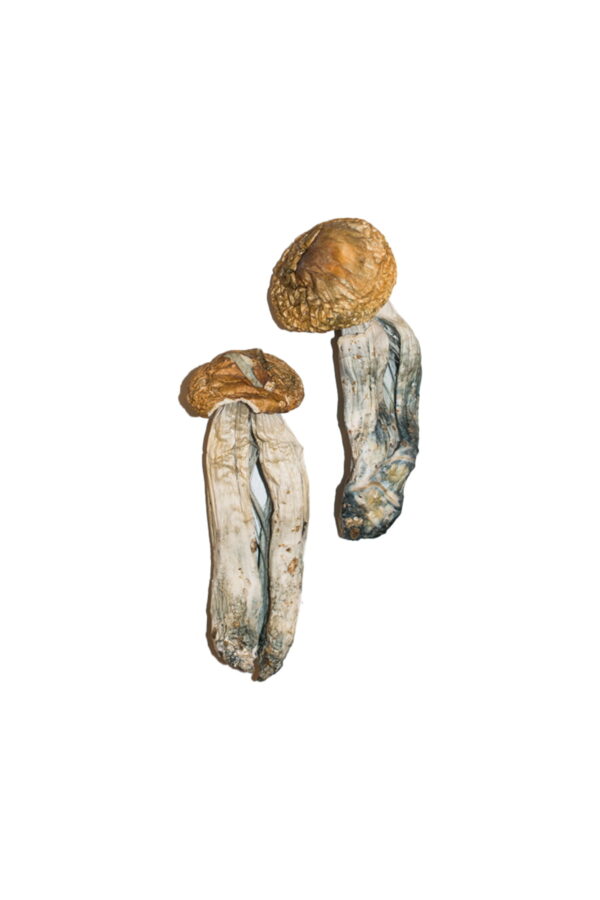 Buy Big Mex Magic Mushrooms Online